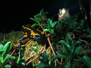 Feuersalamander