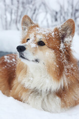 beautiful corgi dog in the snow