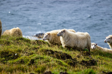 Obraz premium Icelandic sheep graze in the meadow near Ocean, Group of domestic animal in pure north nature.