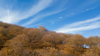 Fototapeta premium vista del frondoso bosque del cobre en el valle del Genal, Andalucía