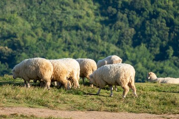 Farmville with sheep on grass and good vibes in winter