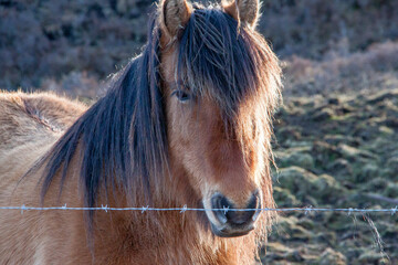 Obraz premium horse head