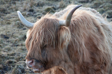 toro peludo