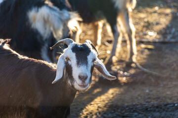 Goats on the farm in the village. Setif, Algeria.