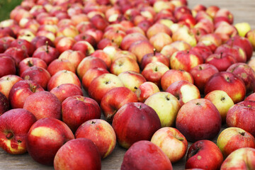 Many Fresh red apples background. harvest concept.