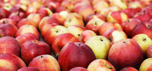 Many Fresh red apples background. harvest concept.