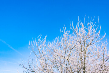 Tree branches covered with white hoarfrost against the blue sky background. Up view. Frozen plants. Pattern of plum tree in winter season. Fruit garden details. Beauty in nature. Frosty sunny weather