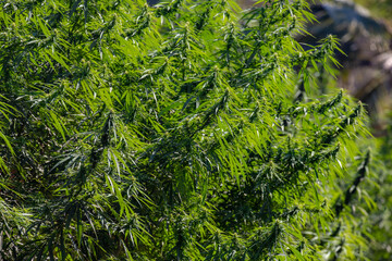 Selective focus green leaves and flower of Marijuana under the sunlight, Cannabis is a psychoactive drug from the Cannabis plant used primarily for medical or recreational purposes, Nature background.