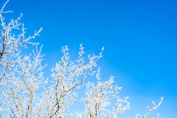 Tree branches covered with white hoarfrost against the blue sky background. Up view. Frozen plants....