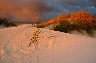 Wybrzeże Bałtyku- wydma , plaża, piasek, zachód słońca - obrazy, fototapety, plakaty