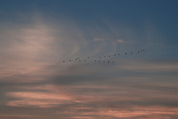 birds in the sky
