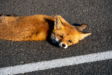 A dead fox is lying on the highway. An incident on the roadway. A car hit a wild animal to death....