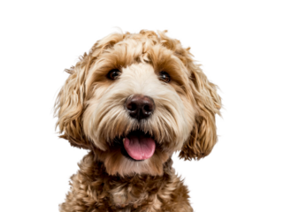 Head shot of golden Labradoodle with open mouth and looking straight at camera isolated on transparent background.