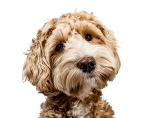 Head shot of golden Labradoodle with closed mouth, tilted head and looking straight at camera isolated on transparent background.