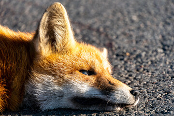 A dead fox is lying on the highway. An incident on the roadway. A car hit a wild animal to death. Protection of wild animals. No barriers along the forest and road.