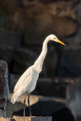 Close-up of a standing great egret