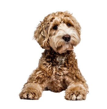 Golden Labradoodle laying down with closed mouth and looking sideways  isolated on transparent background.