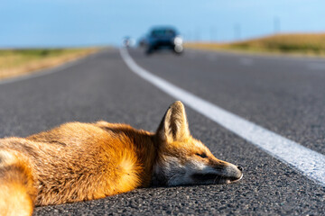 A dead fox is lying on the highway. An incident on the roadway. A car hit a wild animal to death. Protection of wild animals. No barriers along the forest and road. - Powered by Adobe