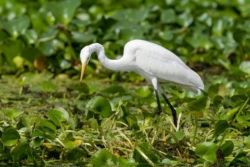 Close-up of a standing great egret