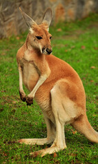 Red kangaroo (Macropus rufus) portrait.