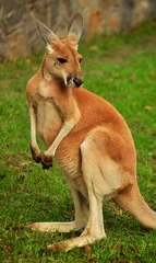Gordijnen Red kangaroo (Macropus rufus) portrait. © Hipokamp