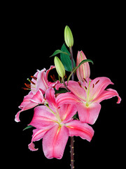 pink flower lily