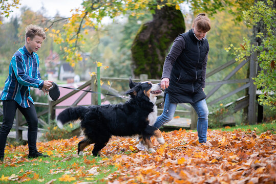 Happy family-mother and son teen walking with bernese mountain dog at autumn park