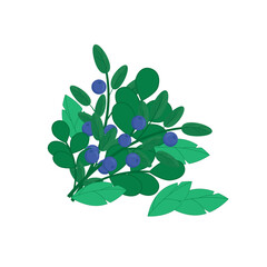 Vector image of a bouquet of forest herbs with blueberries close-up, on a white background. Graphic design.