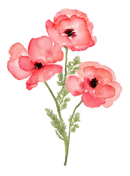 Poppies bouquet, 3 watercolor flower isolated element with leaves 