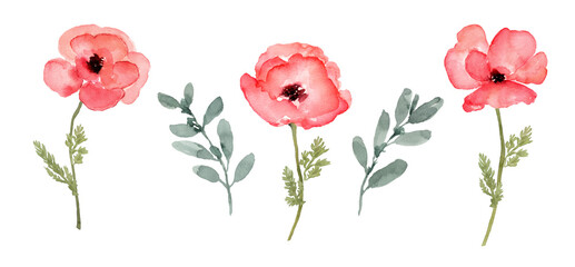Poppy watercolor flower isolated element with leaves clip art - 556677634