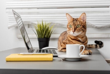Bengal cat at the table while working on a laptop, a table with a cup of coffee and a notepad.