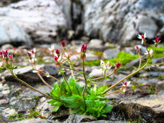 flowers in the mountains
