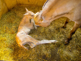 Norwegian fjord horse foaling
