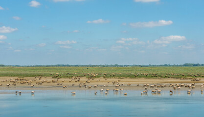Troupeau sur les prés salés du bord de Somme à Saint-Valéry-sur-Somme, Picardie, France