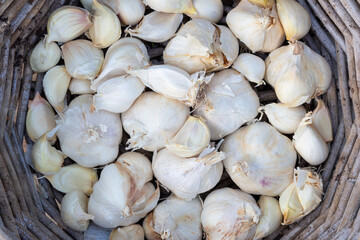 Garlic soft neck messidrome (Allium sativum var sativum ssp artichoke)