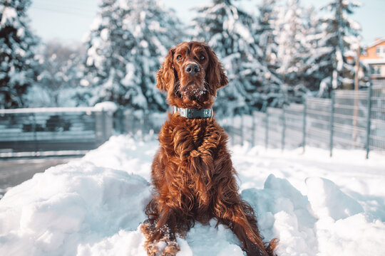 Active happy Irish Setter dog playing in the snow on the nature in winter park in freezy winter time. Friendship and love. High quality photo
