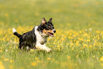 Handsame Border Collie dog on a green meadow with dandelions in the season spring.