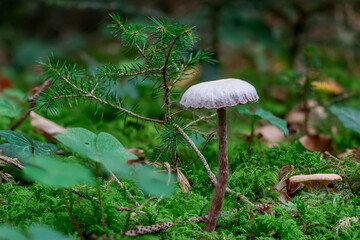 Pilze im Wald