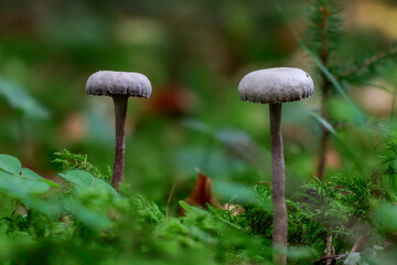 Pilze im Wald