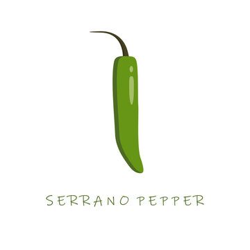 serrano pepper flat design vector illustration. Capsicum annuum serrano chili