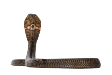 Adult Monocled cobra aka
Naja kaouthia snake, in defense position. Isolated cutout on transparent background.