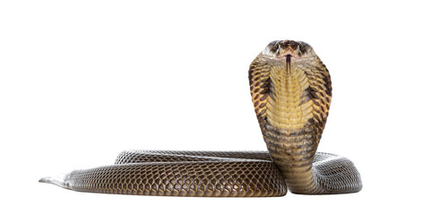 Adult Monocled cobra aka
Naja kaouthia snake, in defense position. Isolated cutout on transparent...