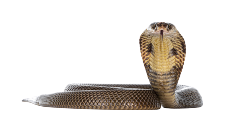 Adult Monocled cobra aka
Naja kaouthia snake, in defense position. Isolated cutout on transparent background.
