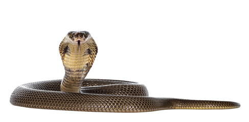 Adult Monocled cobra aka
Naja kaouthia snake, in defense position. Isolated cutout on transparent background. - obrazy, fototapety, plakaty