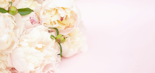 Beautiful garden peony flowers bouquet on pink background. Top view flat lay with space for your holiday greetings