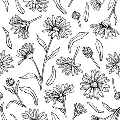 Сalendula flowers seamless pattern, line art drawing. Marigold flowers, buds and leaves, vector background