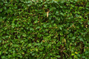 Close-up of trimmed bushes. Living wall of greenery.