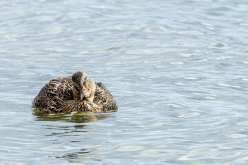 Wasservögel am Bodensee