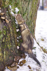 Obraz premium Ferret enjoying day walk outdoor in snowy city park