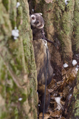 Ferret enjoying day walk outdoor in snowy city park